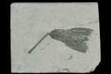 Crinoid (Scytalocrinus) Fossil - Crawfordsville, Indiana #125905-1